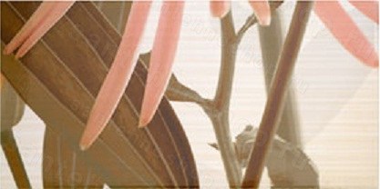 Настенный декор Ape Elegance Euphoria Crema-4