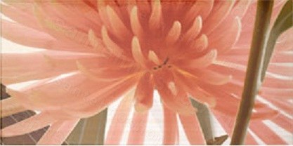 Настенный декор Ape Elegance Euphoria Crema-3