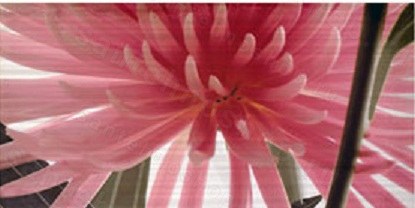 Настенный декор Ape Elegance Euphoria Perla-3